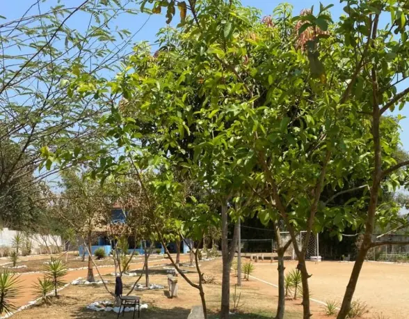 Clínica de Recuperação em Divinópolis - MG Árvores e canteiros contornados por pedras brancas, com um campo de areia ao fundo